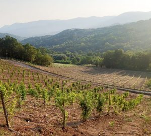 deangelis_azienda-agricola-1