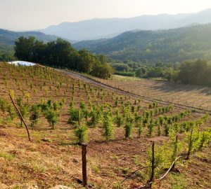 deangelis_azienda-agricola-2