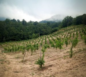deangelis_azienda-agricola-3